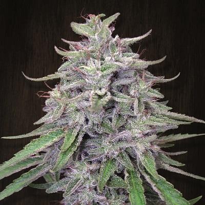 bangi-haze-feminized-image