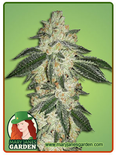 Green Crack Autoflowering