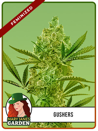 Gushers Fast Version