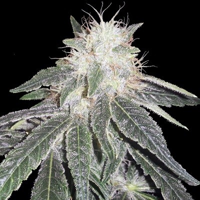 black-domina-98-x-erdpurt-feminized-image