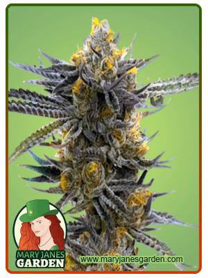 Haze XL Autoflowering