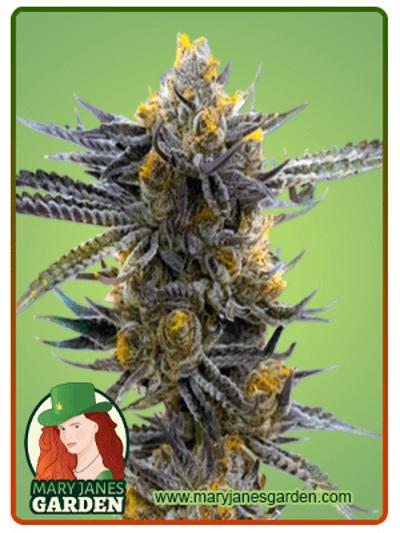 Haze XL Autoflowering