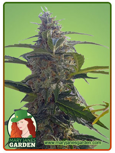 Headband Autoflowering