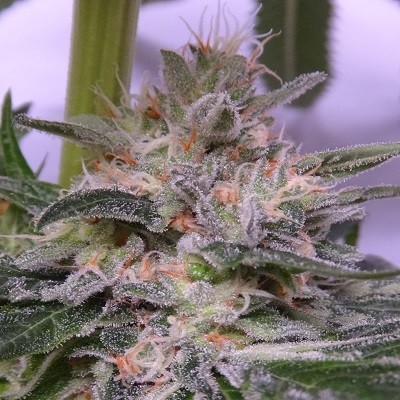 bubba-hash-feminized-image