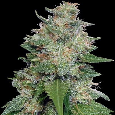 bubba-kush-x-kali-china-feminized-image