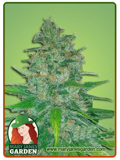 Island Sweet Skunk Autoflowering