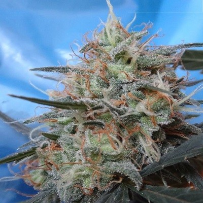 congo-x-kali-china-feminized-image