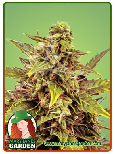 Juicy Fruit Autoflowering