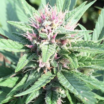 early-bubba-hash-feminized-image
