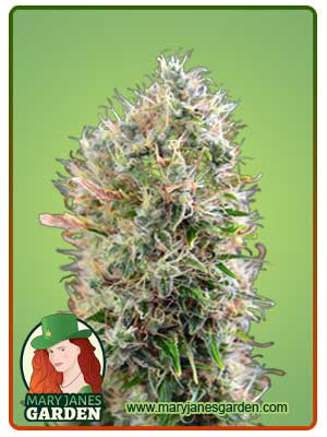 King’s Kush Autoflowering