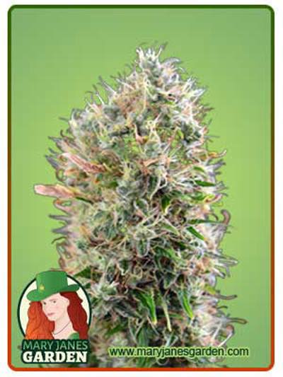 King’s Kush Autoflowering