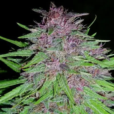 ErdPurt Feminized