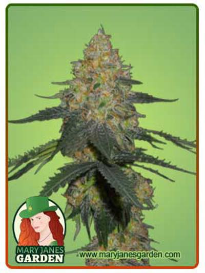 Kryptonite Autoflowering