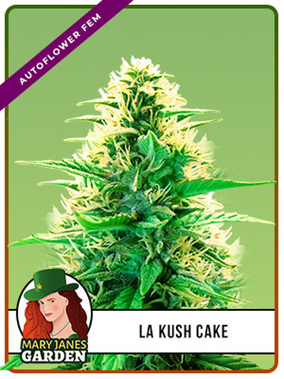 La Kush Cake Autoflowering