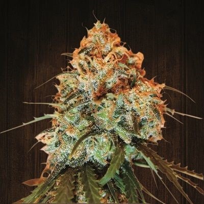 golden-tiger-feminized-image