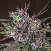Oldtimer's Haze Standard