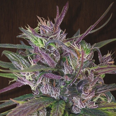Oldtimer's Haze Standard