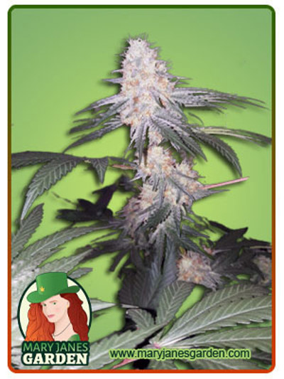 Skywalker Autoflowering