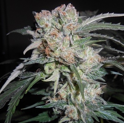 zamaldelica-x-kali-china-feminized-image