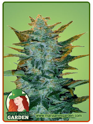 Sour Maui Autoflowering