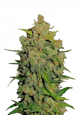 Lemon AK Auto