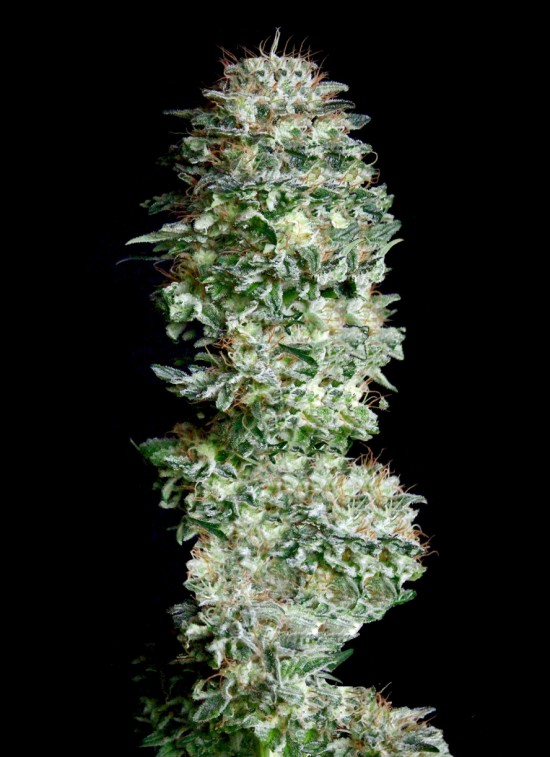 absolute-herer-image