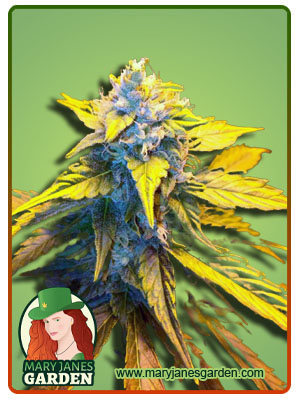 Strawberry Cough Autoflowering