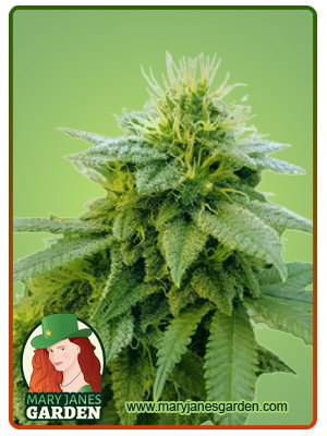 Strawberry Kush Autoflowering