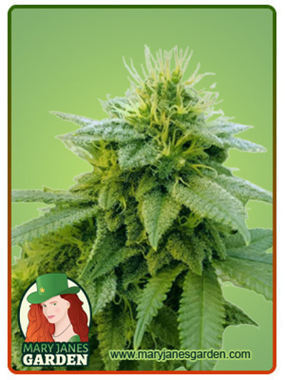 Strawberry Kush Autoflowering