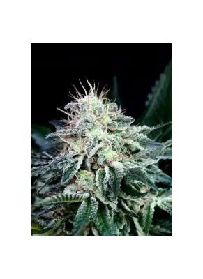 Radical Auto
