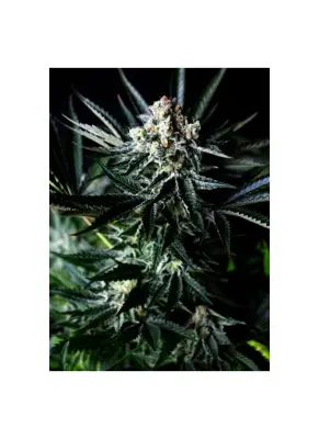 Amazing Auto