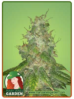 Super Bud Autoflowering