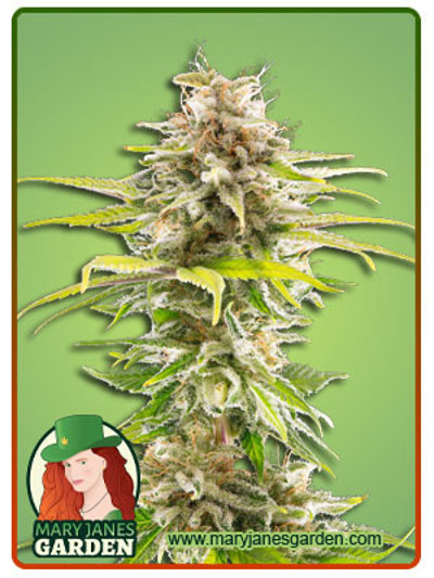 Super OG Kush ‌Marijuana