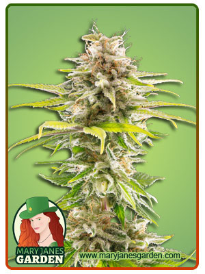 Super OG Kush ‌Marijuana