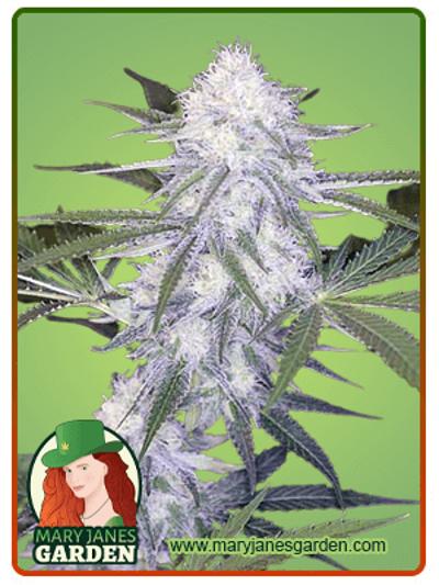 Super Silver Haze Autoflowering