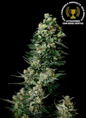 Chocolute F2