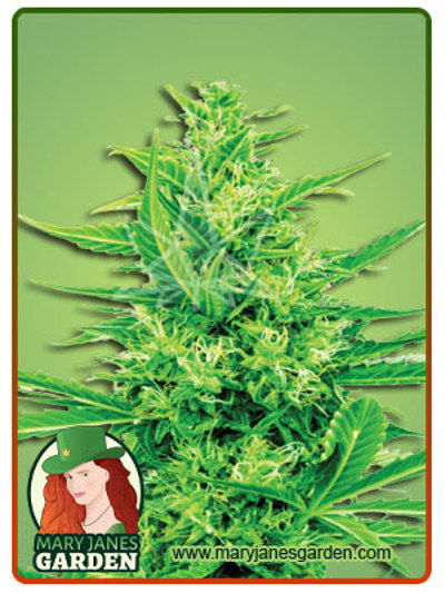 Super Silver Haze CBD Sativa