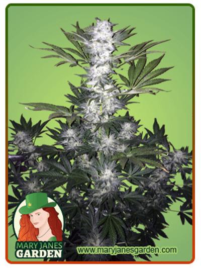 Super Skunk Autoflowering