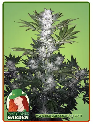 Super Skunk Autoflowering