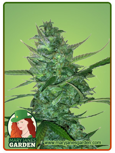 Super Sour Diesel Autoflowering