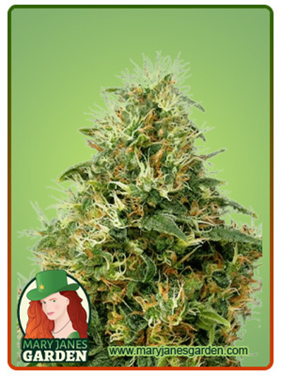 Sweet Mango Autoflowering