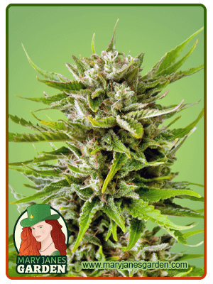 Sweet Tooth Autoflowering