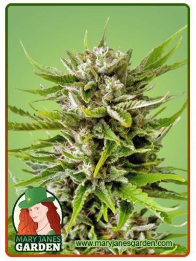 Sweet Tooth Autoflowering