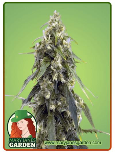 Tangerine Autoflowering