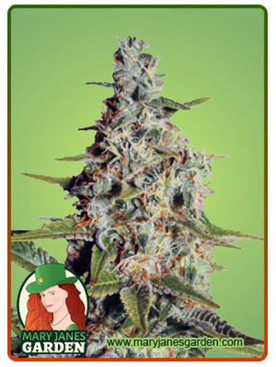 Tangerine Dream Autoflowering