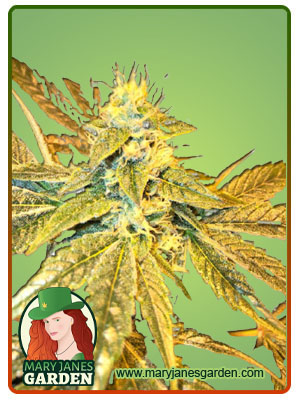 Tangie Cookies Regular