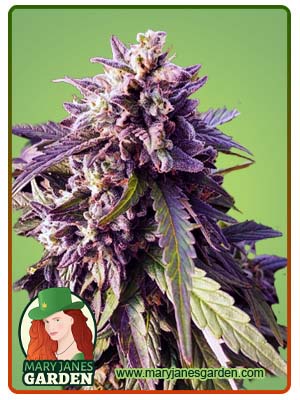 Texeda Timewarp Regular