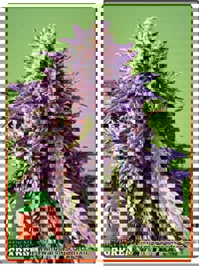 Texeda Timewarp Regular