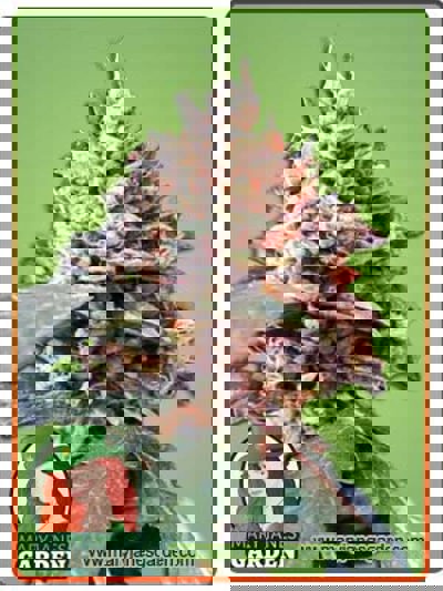 Tooth Decay Autoflowering