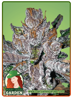 Tropicana Cookies Purple